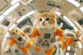 Catstronauts Purrfect Adventures in Space