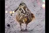 Feathered Choreography: Dancing Birds Jamming to 'Cry to Me'