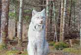 Majestic Lynx Caught on Camera: A Rare Close-Up Encounter in Northern Minnesota